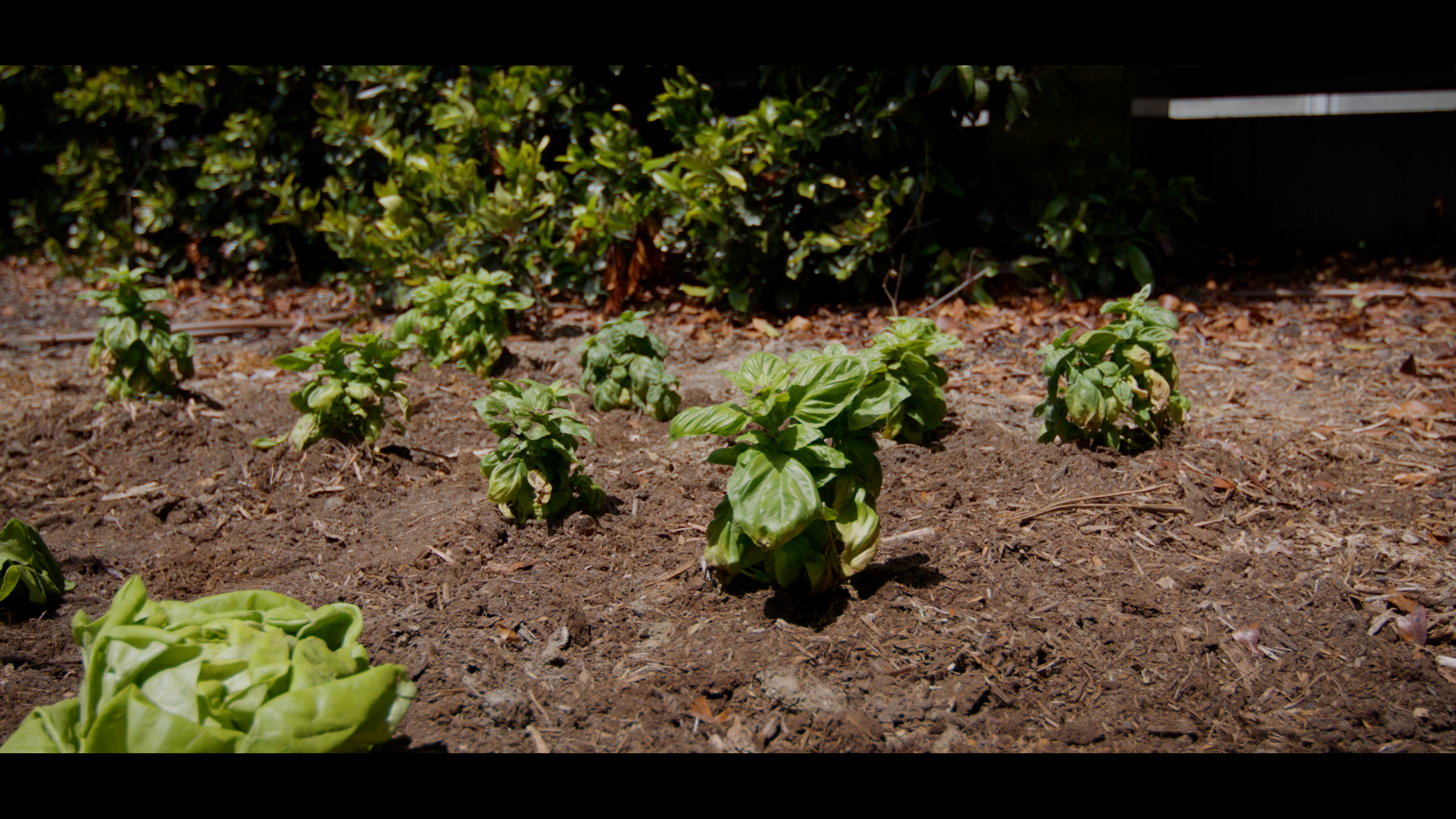 Science Behind Compost and Soil Health