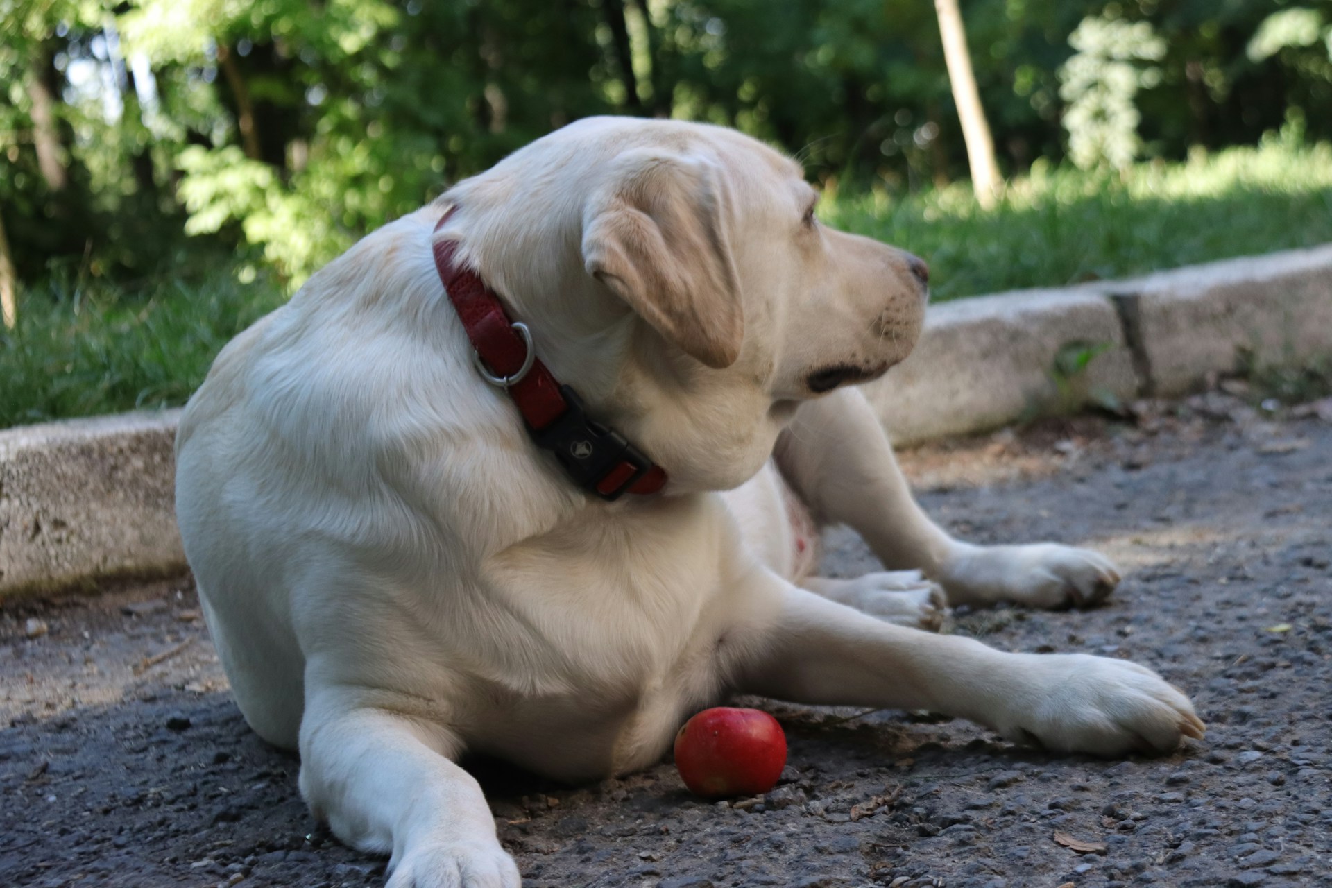 Is apple bad for dogs to eat?